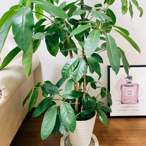 ブラッサイア 大型観葉植物