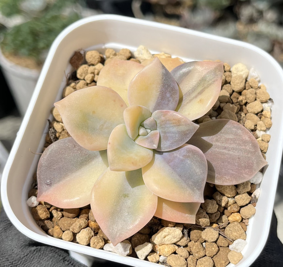 多肉植物　パープルディライト錦群生　4苗セットセール パープルディライト錦 043 A品 – Bull Succulent
