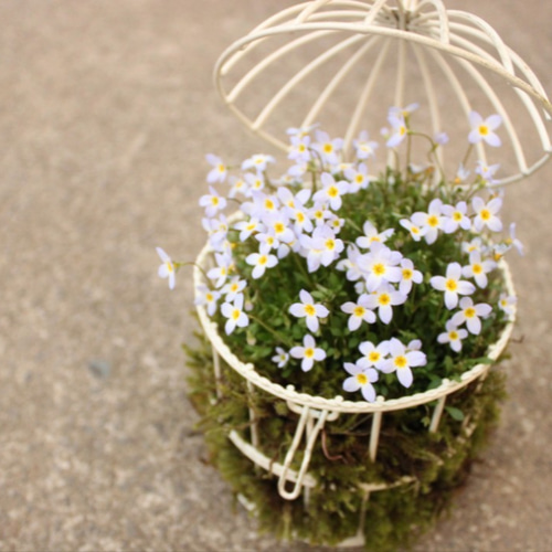 雑貨・ワイヤー）アンティークホワイトワイヤーとりかご 鳥籠