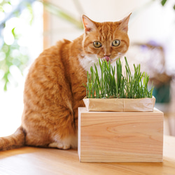 猫の餌台　無垢材 ねこのごはん台｜ネコの家具｜猫｜食器台｜えさ台｜日本製