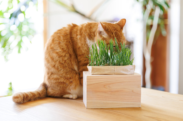 ひっぱっても倒れない　猫草栽培ケース（無印良品・猫草栽培セット 専用）・ナチュラル 2枚目の画像