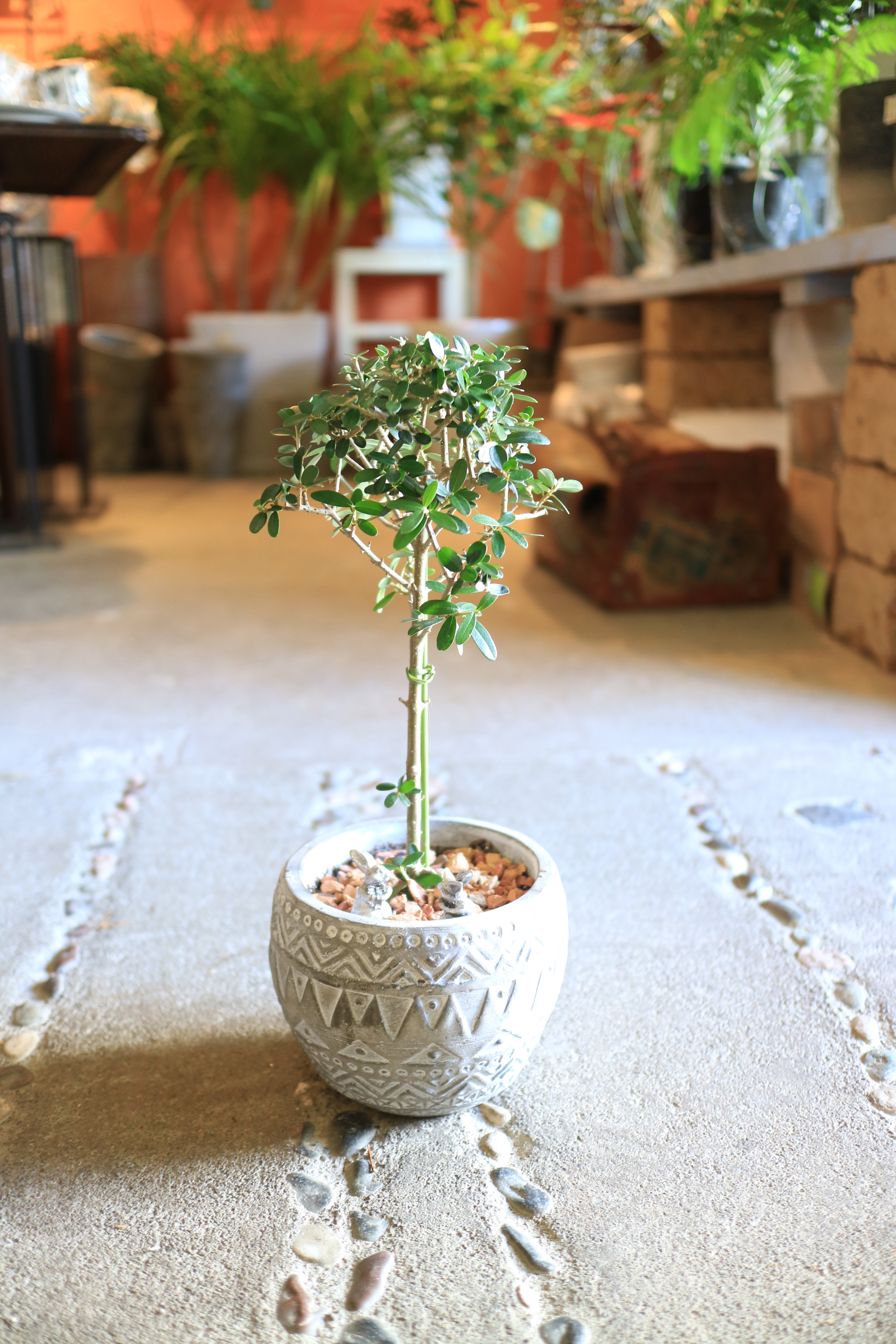 オリーブの木　イトラーナ　植物　インテリア