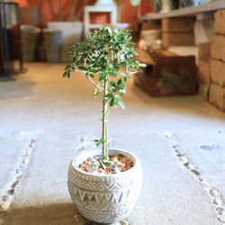 パステルカラーのオシドリの絵植木鉢の中古品アンティークコレクション装飾植物の置物 パステルカラーのオシドリの絵植木鉢の中古品アンティーク