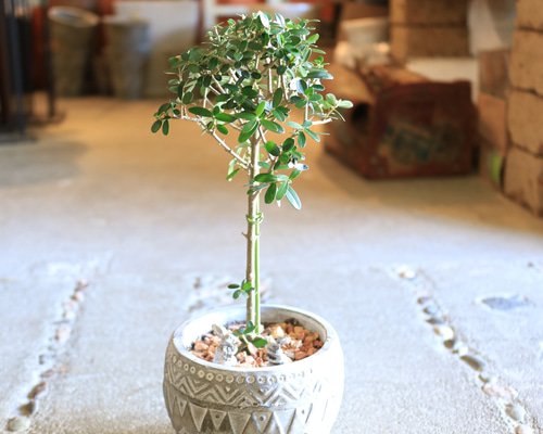 パステルカラーのオシドリの絵植木鉢の中古品アンティーク