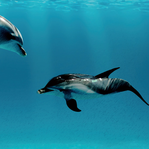 イルカの親子02 A4他アートポスター イラスト ヤスミテツヤ 通販