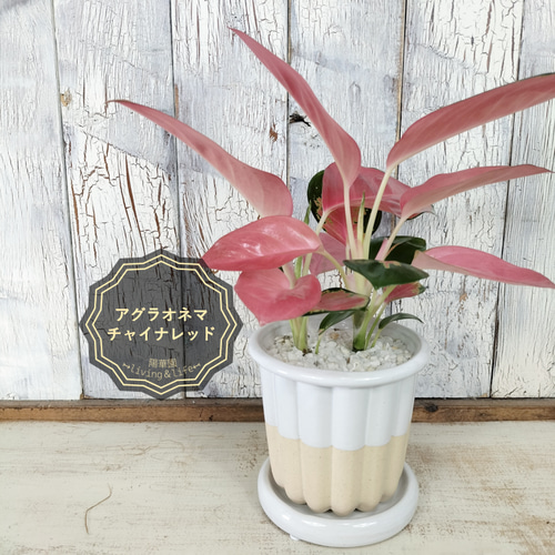 激レア！アグラオネマ タマラ アグラオネマ sp. ウィザードレッド【822