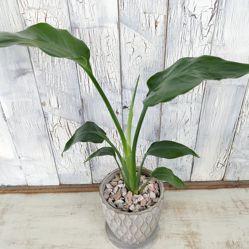 ストレリチア オーガスタ 観葉植物 その他インテリア雑貨 陽華園 通販