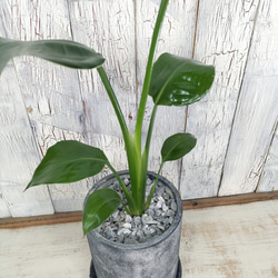 ストレリチア オーガスタ　観葉植物 5枚目の画像
