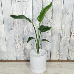 ストレリチア オーガスタ　観葉植物 2枚目の画像
