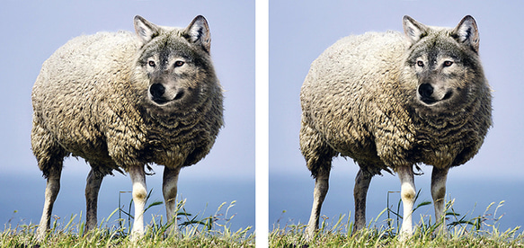 羊の皮を被った狼のマグカップ 2枚目の画像
