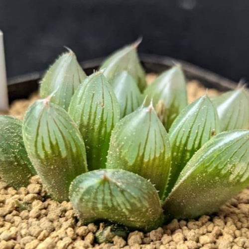 レアハオルチアコレクション・ブラックオブツーサ錦(極上錦)inわけけのお店 レアハオルチアコレクション・ブラックオブツーサ錦(極上錦)in