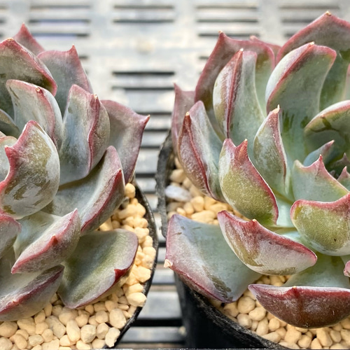 SALE】ダークアイス エケベリア 韓国苗 多肉植物 多肉植物 プクニク