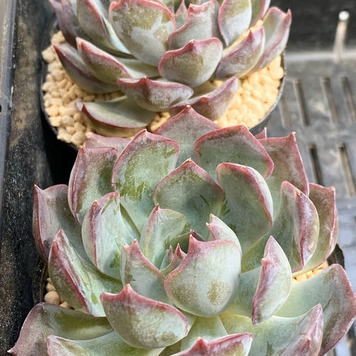 SALE】ダークアイス エケベリア 韓国苗 多肉植物 多肉植物 プクニク