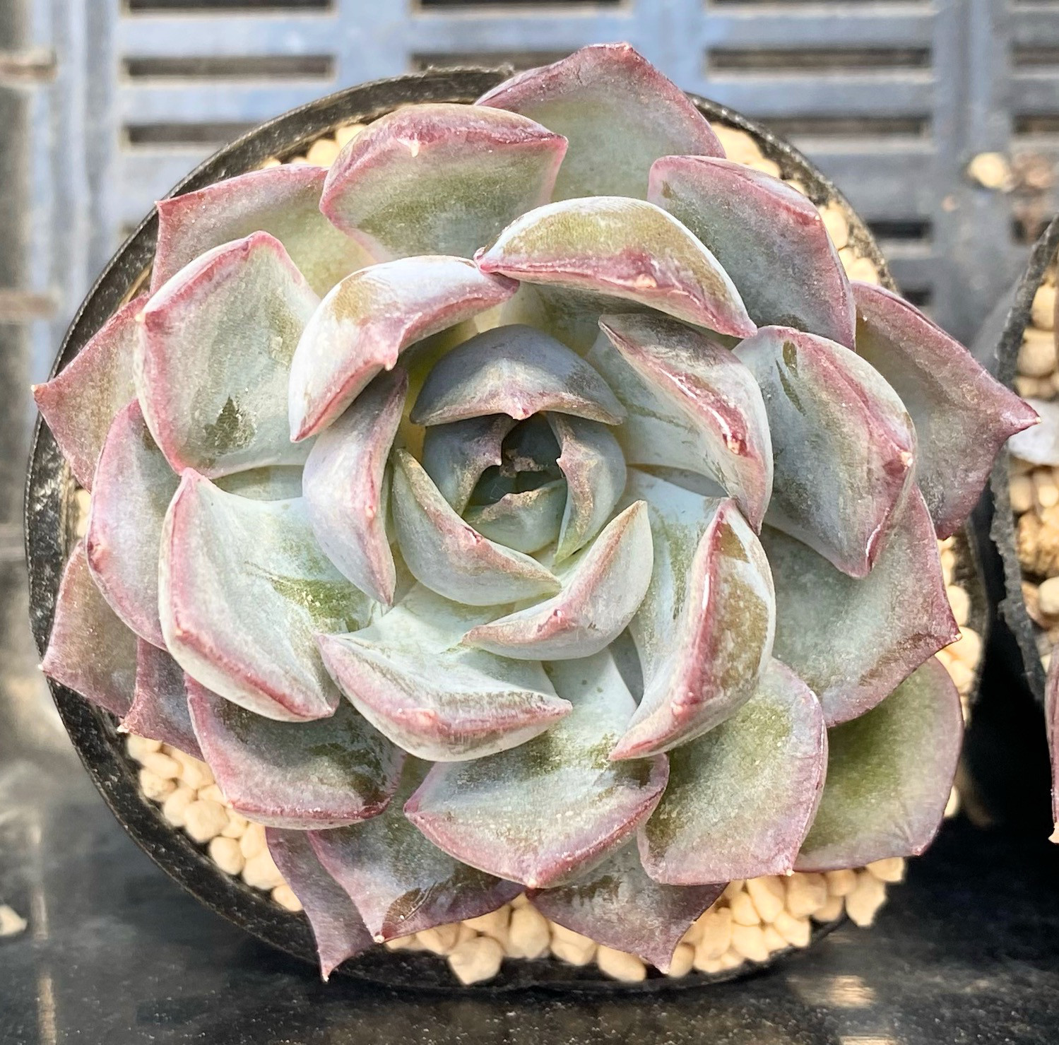 SALE】ダークアイス エケベリア 韓国苗 多肉植物 多肉植物 プクニク