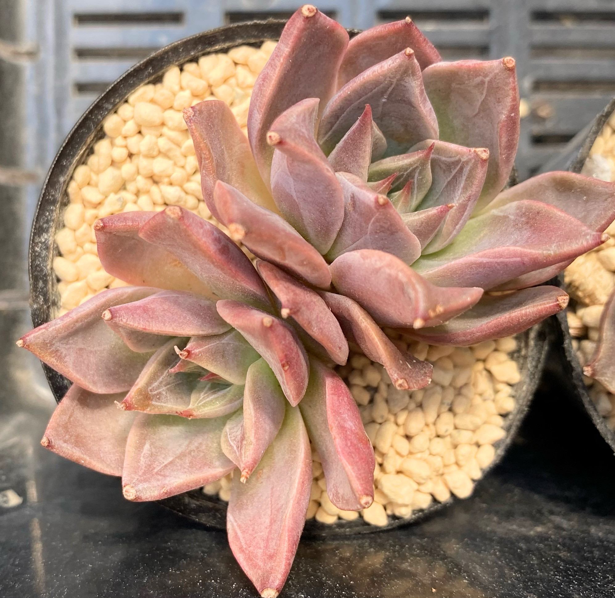 ブラックサバス◎多肉植物 カット苗 韓国苗 エケベリア等 ブラック