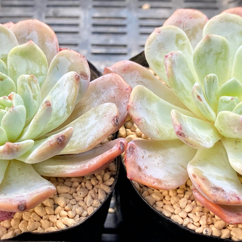SALE】カプチーノ エケベリア 韓国苗 多肉植物 多肉植物