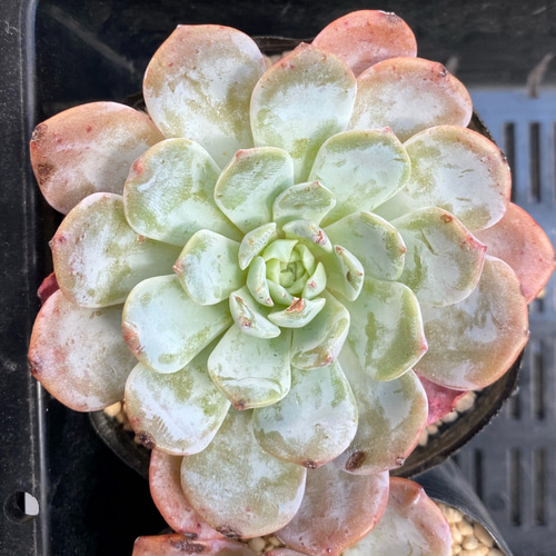 カ*す様 K1184 プロリフィカ 70株 多肉植物 抜き苗 エケベリア 韓国苗 70