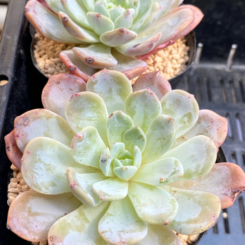 SALE】カプチーノ エケベリア 韓国苗 多肉植物 多肉植物