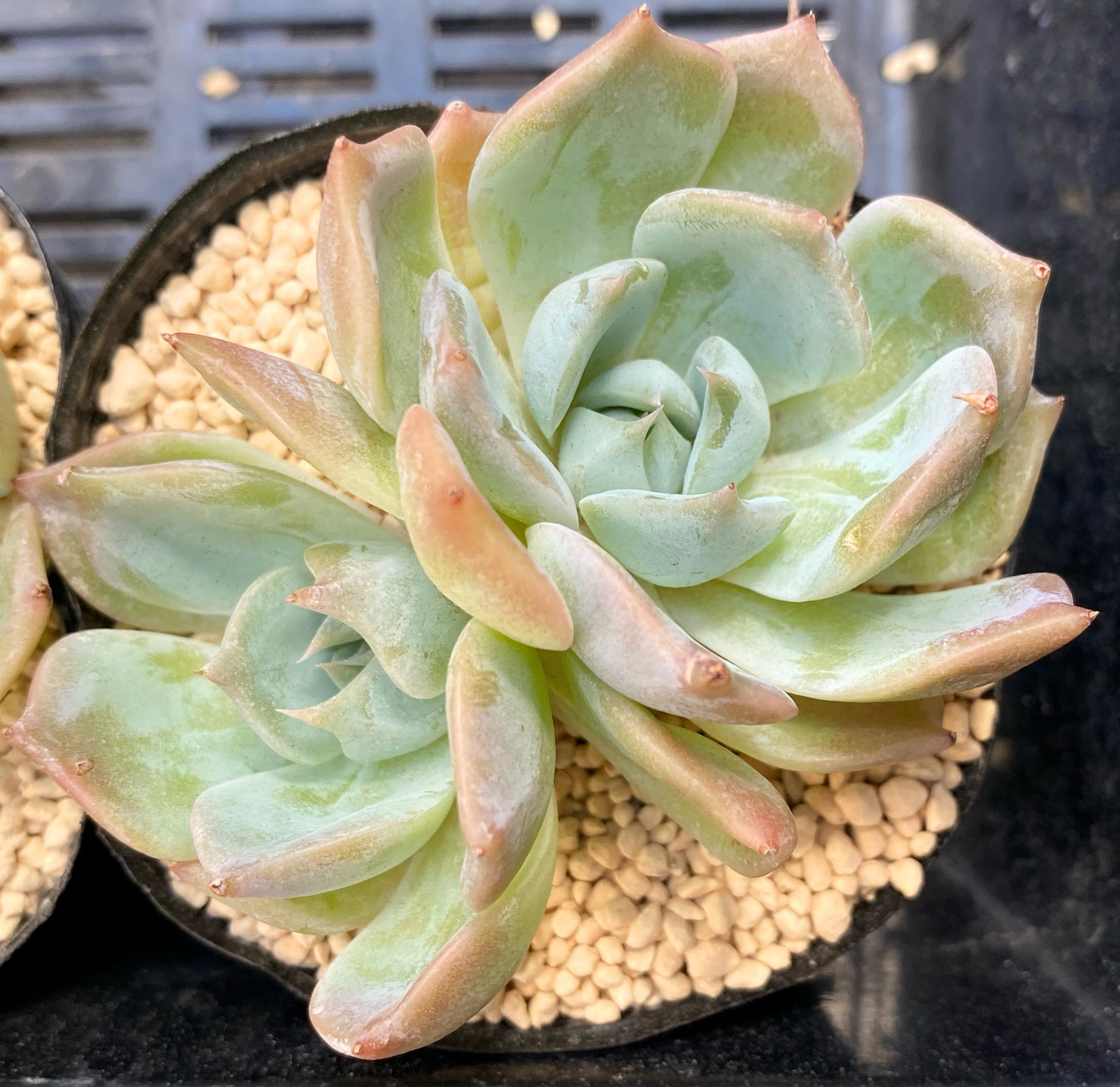 【新作！】エケべリア　韓国苗　レインハート（バンプ苗）　多肉植物 　s_6102 エケべリア 韓国苗 レインハート（バンプ苗） 多肉植物 s_6102 韓国