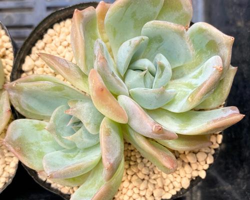 R650 ラブリーローズ 抜き苗 56株 多肉植物 エケベリア 韓国苗