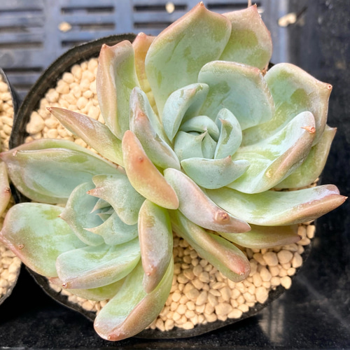 ☆ ラブリーハート 3個set／多肉植物 【公式通販】