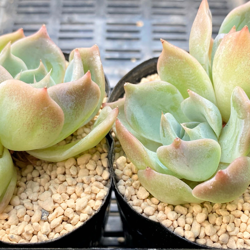 SALE】 ラブリーハート 双頭 エケベリア 韓国苗 多肉植物 多肉