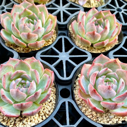 SALE】 キャラリアン エケベリア 韓国苗 多肉植物 多肉植物 プクニク