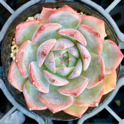 SALE】 キャラリアン エケベリア 韓国苗 多肉植物 多肉植物 プクニク