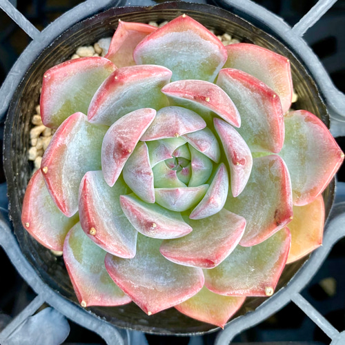 SALE】 キャラリアン エケベリア 韓国苗 多肉植物 多肉植物 プクニク