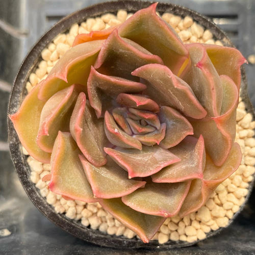 寄せ植え　多肉植物　韓国苗　リース　q e2b3e34311e3705665bfa75f1dc339