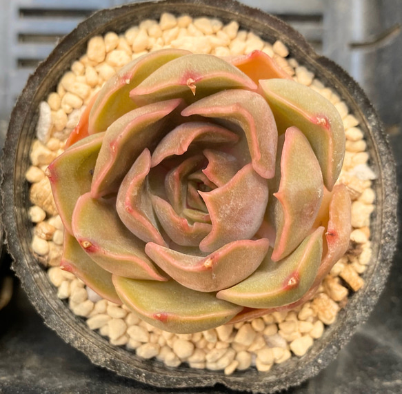 SALE】kiss エケベリア 韓国苗 多肉植物 多肉植物 プクニク 通販