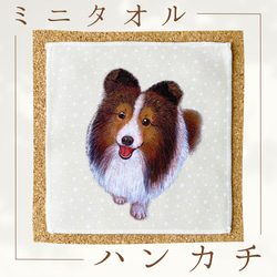 [Sheltie] 手帕毛巾可以包裝非常適合作為禮物♪ 第1張的照片