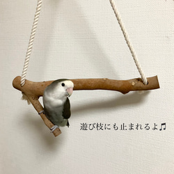 【木製ブランコ】インコ　止まり木 2枚目の画像