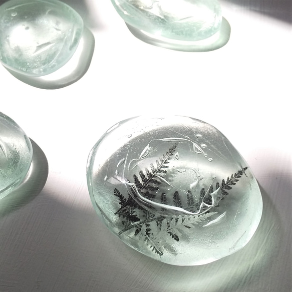 「Botanical Stone/ヒメワラビ」ガラス　植物標本　ペーパーウェイト 1枚目の画像