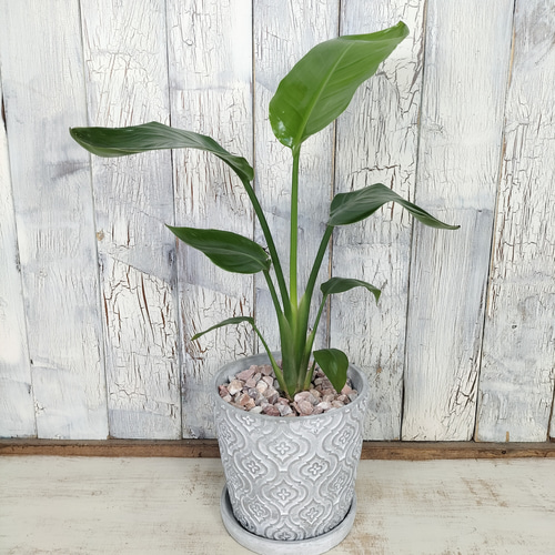 観葉植物 ストレリチアオーガスタ コメント欄にお知らせあり。 楽天市場】オーガスタ 観葉植物 ストレリチア オーガスタ 8号 7