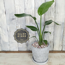 ソマティック心理カウンセラーストレチア　オーガスタ 観葉植物 ソマティック心理カウンセラー様専用ストレチア オーガスタ 観葉植物