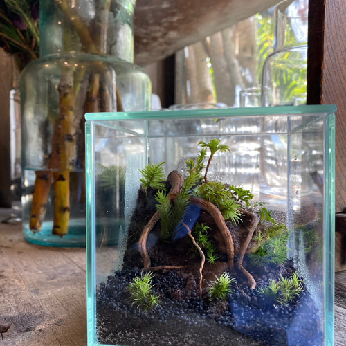 隠れ家付き！苔テラリウム 観葉植物 溶岩石レイアウト 生体飼育