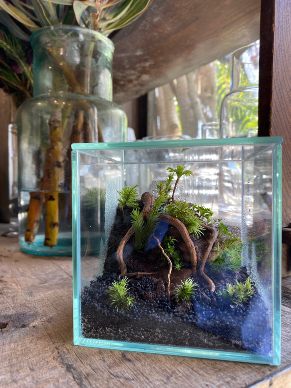 Roof Moss スクエア」苔テラリウム(苔リウム)自然美 森 初心者 Roof Moss スクエア」苔テラリウム(苔リウム)自然美 森 初心者