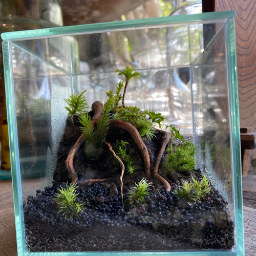 苔テラリウム そごう千葉店にテラリウム専門店Terrariums(テラリウムス)POPUP