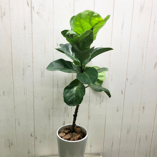 曲がり樹形 フィカス リラータ バンビーノ セラミック鉢 受け皿付