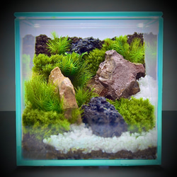 大きな滝のアクアテラリウム テラリウム frogAndPaludarium 通販