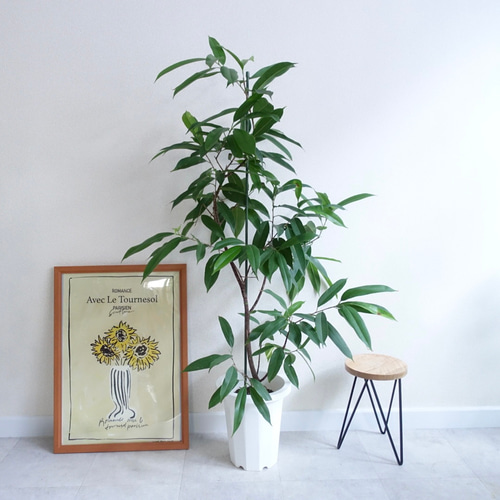 スタイリッシュ アムステルダムキング 観葉植物 ショウナン