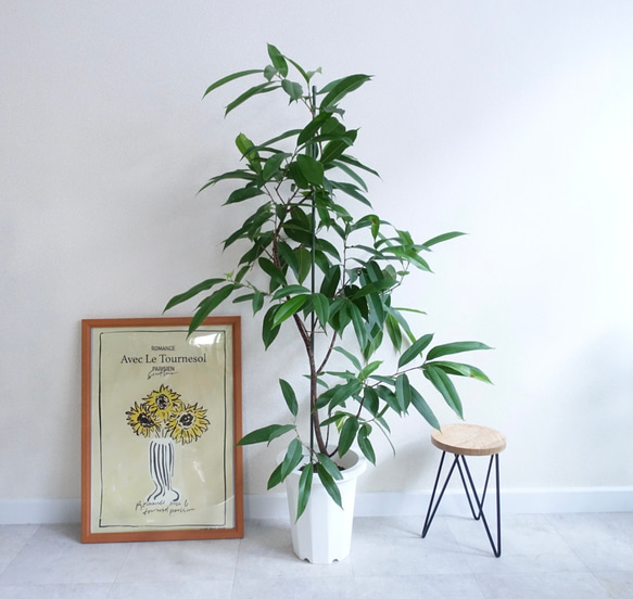 スタイリッシュ　アムステルダムキング　観葉植物　ショウナンゴムノキ　希少　室内　フィカス 8枚目の画像