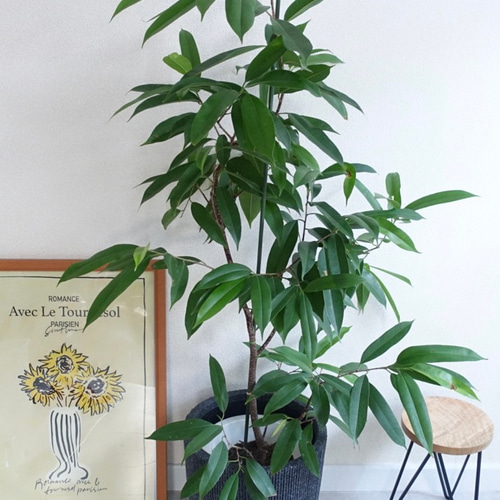 スタイリッシュ アムステルダムキング 観葉植物 ショウナン スタイリッシュ アムステルダムキング 観葉植物 ショウナン