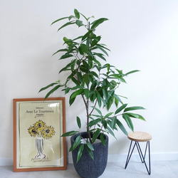 スタイリッシュ　アムステルダムキング　観葉植物　ショウナンゴムノキ　希少　室内　フィカス 2枚目の画像