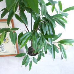 スタイリッシュ　アムステルダムキング　観葉植物　ショウナンゴムノキ　希少　室内　フィカス 3枚目の画像