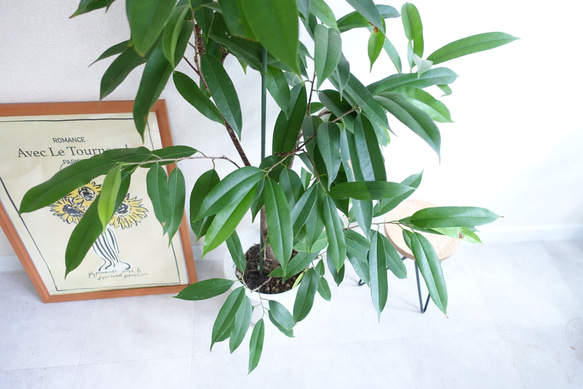 スタイリッシュ　アムステルダムキング　観葉植物　ショウナンゴムノキ　希少　室内　フィカス 3枚目の画像