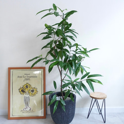 スタイリッシュ　アムステルダムキング　観葉植物　ショウナンゴムノキ　希少　室内　フィカス 1枚目の画像