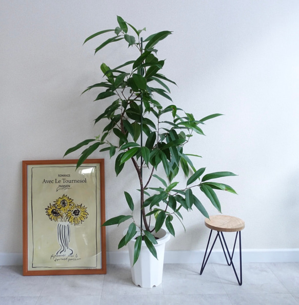 スタイリッシュ　アムステルダムキング　観葉植物　ショウナンゴムノキ　希少　室内　フィカス 9枚目の画像