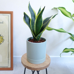 サンセベリア　陶器鉢　ベラボン仕立て　観葉植物　室内　育てやすさ◎ 植木鉢　受皿付き 7枚目の画像